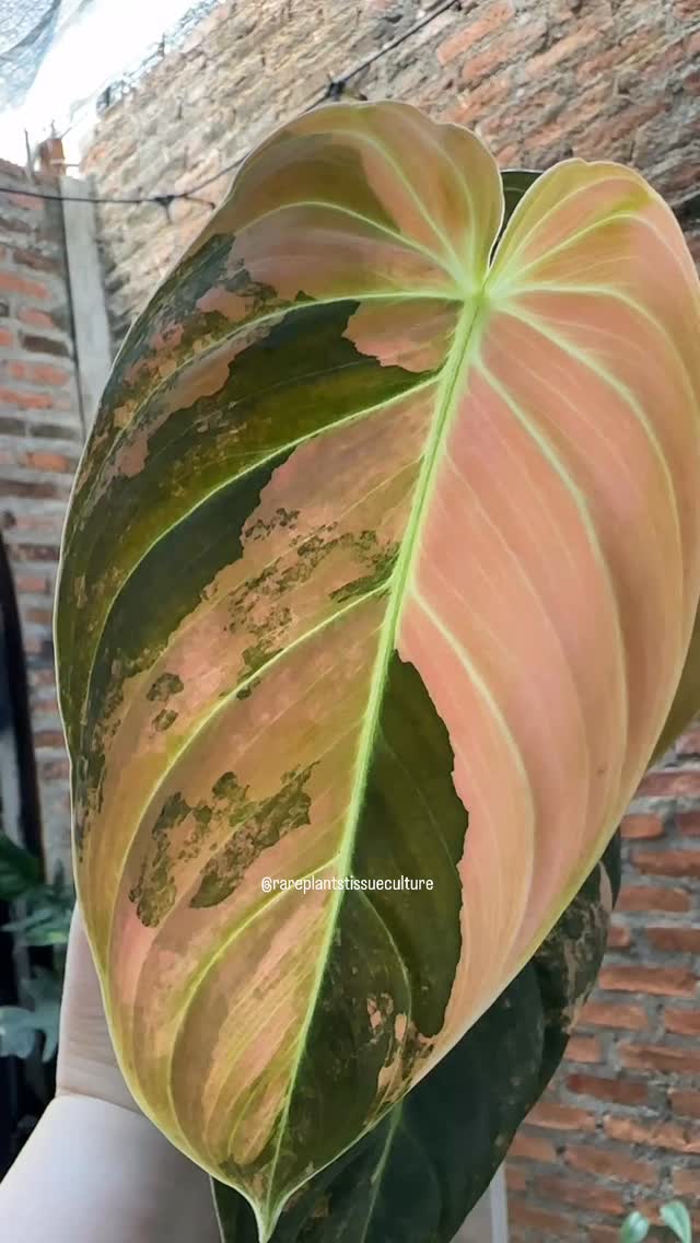 Philodendron Melano Orange 🍊 Heart stopping plants
Unicorn plants and wholesale potted plants are now available in our shop with prices listed at our website www.rareplantstissueculture.com/wholesale-potted-plants
#rareplants #philodendronmelanochrysum #specimenplants