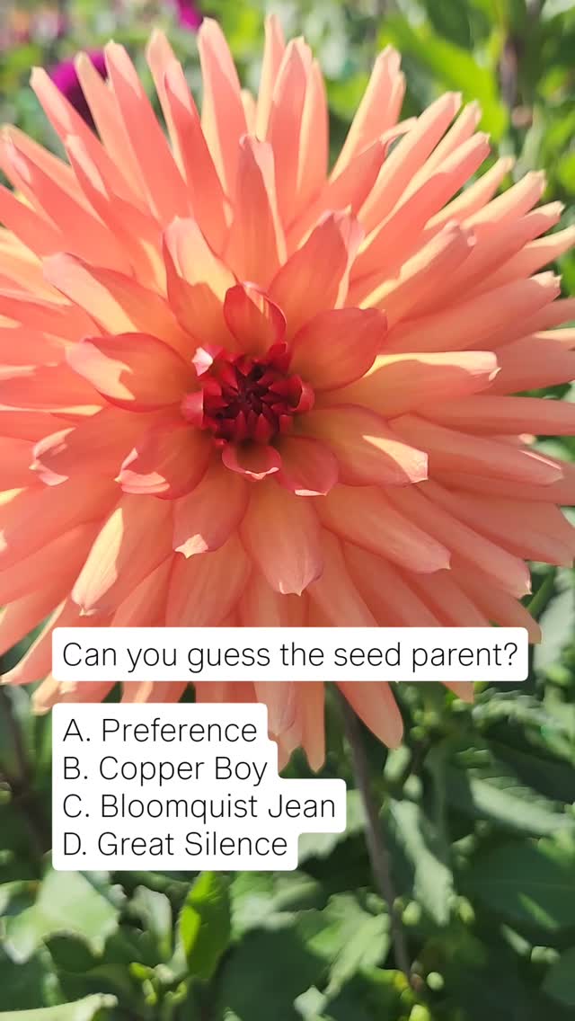 Guess the dahlia seed parent 🌱