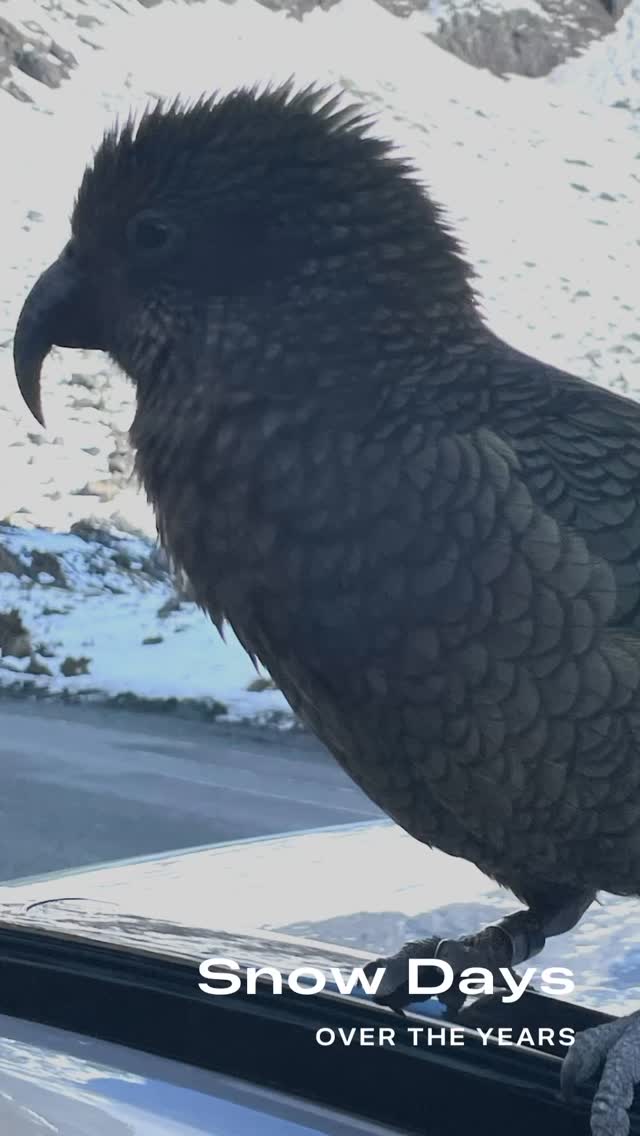 Two of the our Hortisexual Tours to Greece and Chile featuring snow or mountains or boff. You may recognize some famous or infamous faces in this mix. Please don’t ask. Our dear leaders have taken an oaf of secrecy, but if offered a sizable amount of pelf we just may consider. Enjoy or…
Also The Dry Garden Nursery is having its annual Spring Sale but I’m having computer problems with Wix. Come by or call.