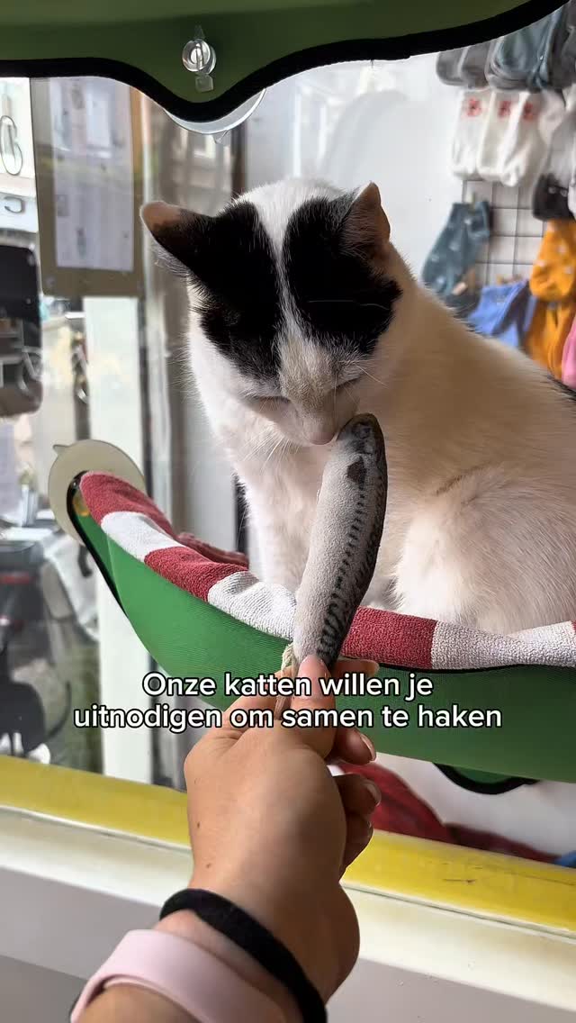Haken, katten en een beetje chaos 😼🧶💛
Onze katten staan klaar om je te “helpen”
📅 19 april
⚠️ Alleen op reservering
Reserveer via de link in bio
#katcafe #crochetworkshop #catsoftiktok #alkmaar #cozyvibes