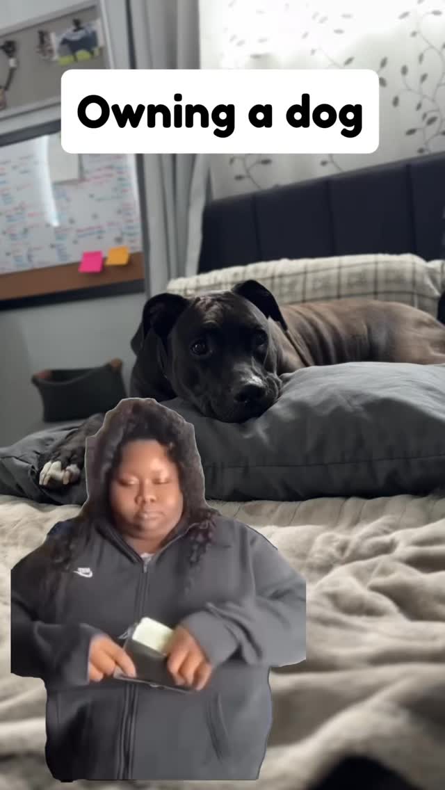 No lies were told. #dogsofinstagram #doggram #doglovers