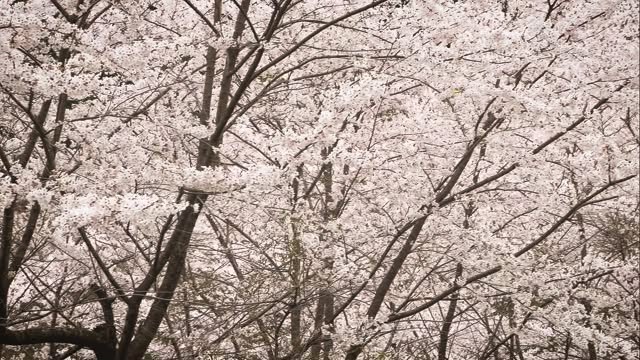 上の台へ続く緑のガードレール道(峠ノ内登り口)の桜並木が満開