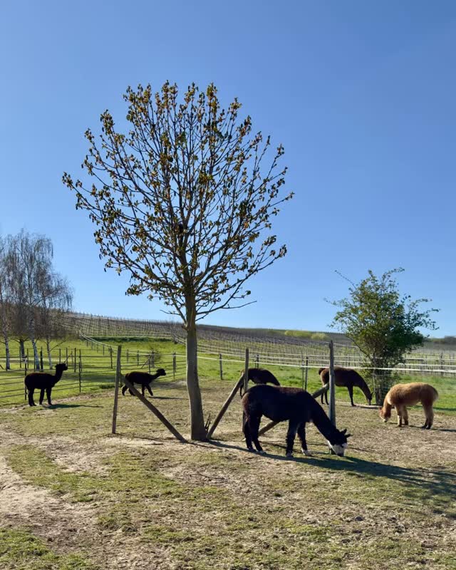 ☀️
☝️ Wir sind heute alle wieder sehr fleißig und helfen beim Stalldienst mit!
Das Wetter ist ein Träumchen und wir freuen uns auf kommende Touren 🚶♂️🦙 mit euch 🫵🏼
Seid 🫶lich gegrüßt aus dem sonnigen Selztal,
🫏🦙die Jungs