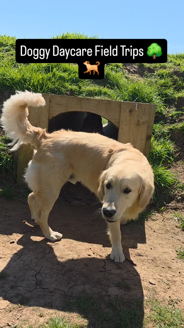Field Trips at Doggy Daycare ❤️