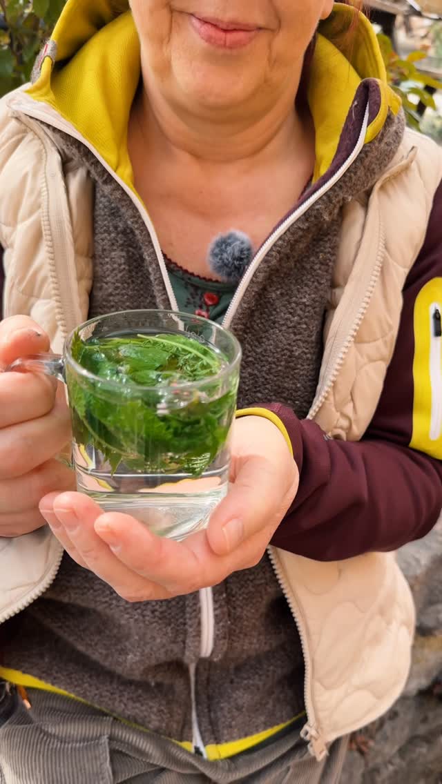 🌿 Endlich wieder frischer Kräutertee – Zeit für Reinigung & Neubeginn
Der erste Schluck Frühling schmeckt nach Klarheit, Leichtigkeit und neuer Energie. Im Rahmen des 5-Elemente-Heilfastens schenken uns die ersten Wildkräuter genau das, was der Körper jetzt braucht: Entlastung, Mineralisierung und natürliche Vitalität.
In meinem heutigen Kräutertee landen:
🌱 Giersch – entgiftend & stoffwechselanregend
🌿 Brennnessel – mineralstoffreich & stärkend
🌿 Taubnessel – reinigend & ausleitend
Und die Natur hält noch so viel mehr bereit:
🌼 Löwenzahn – Leberkraft & Verdauungsimpuls
🌿 Bärlauch – entschlackend & herzstärkend
🌼 Gänseblümchen – sanft entzündungshemmend
🌿 Spitzwegerich – beruhigend für Atemwege
🌼 Schafgarbe – ausgleichend für Verdauung & Zyklus
🌿 Vogelmiere – weich, kühlend & nährend
🌿 Gundermann – belebend & reinigend
Jede Tasse ist ein kleines Ritual zurück in die Balance – verbunden mit der Kraft der Jahreszeit.
#5ElementeHeilfasten #Heilfasten #Wildkräuter #Frühlingserwachen #Kräutertee