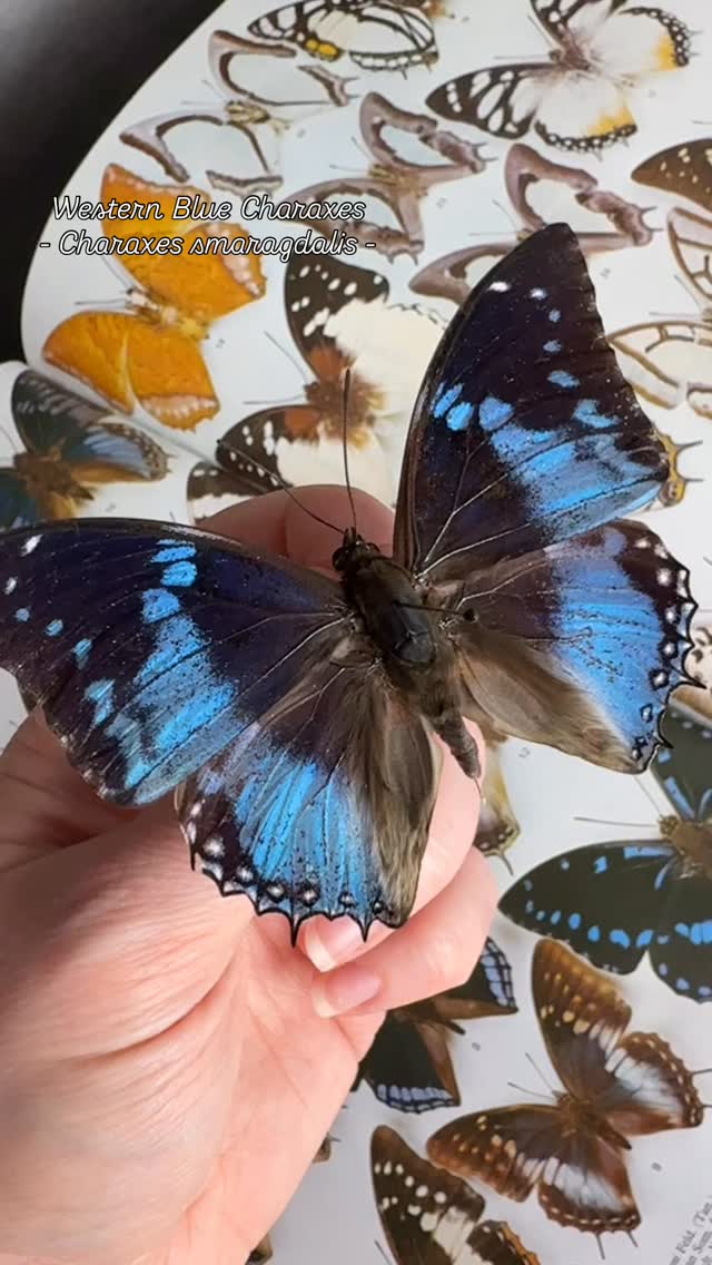 Charaxes smaragdalis, also known as the western blue charaxes, is an African forest species recognised for its bold blue banding and powerful, fast flight.
#charaxes #entomology #butterflyart #insectart #lepidoptera