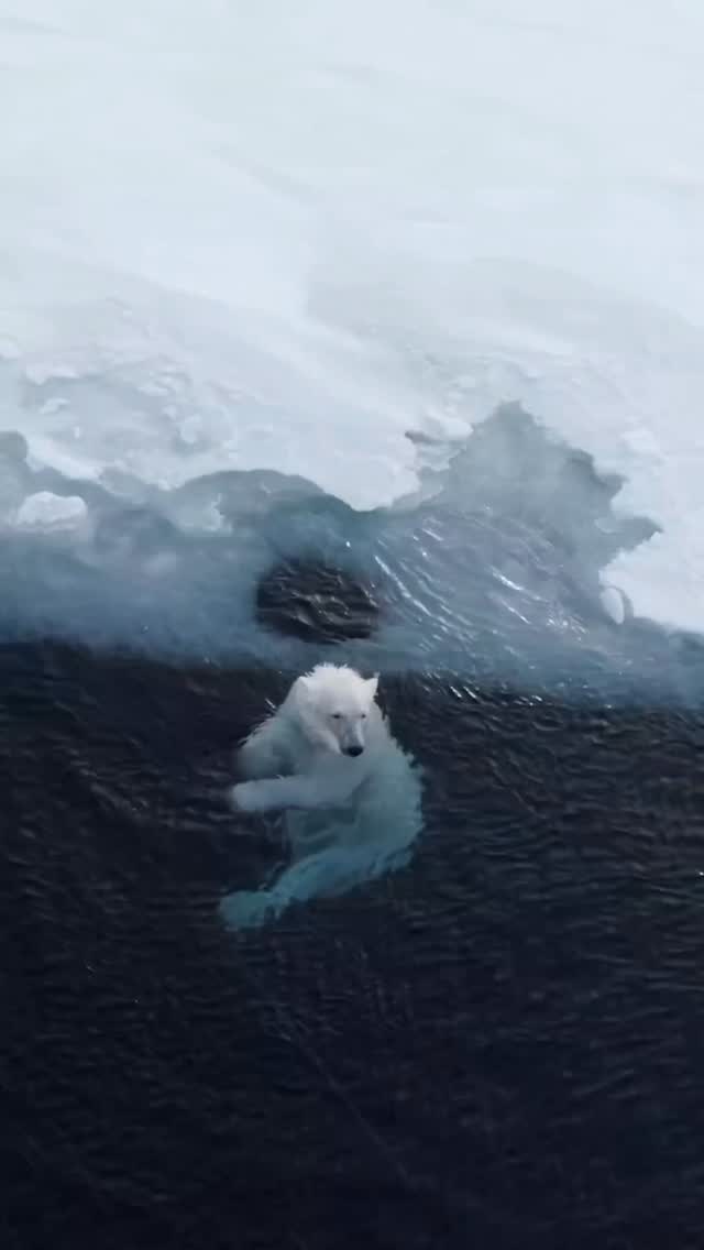 Met a friend icebathing 🙂
🎥 Polar bear footage by @florian_ledoux_photographer