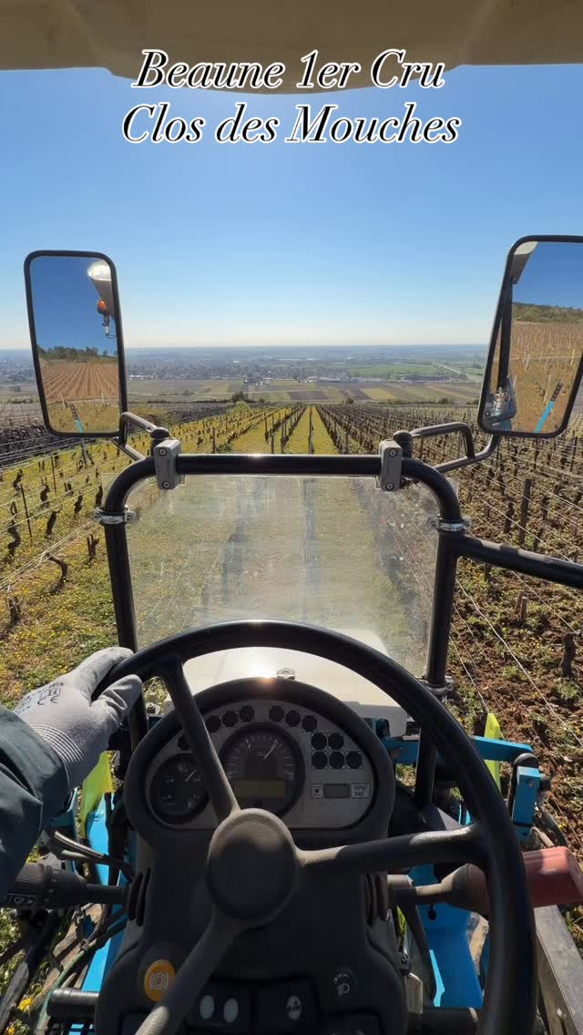 Embarquez avec moi sur le tracteur 🚜
Premier labour des rangs avec des griffes afin d’éliminer les mauvaises herbes qui concurrencent la vigne pendant le printemps 🌱
📸 Beaune 1er Cru Clos Des Mouches
#domainemichelarcelain #printemps #tracteur #bobard #closdesmouches