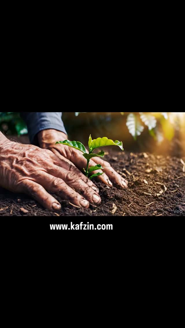 From seed to cup, every step matters. 🌱☕
Planted with care, harvested at the right time, carefully processed, perfectly roasted, finely ground, and finally brewed into the cup you enjoy.
Coffee is not just a drink — it is a journey of origin, craft, and flavor.
#CoffeeJourney #SeedToCup #SpecialtyCoffee #CoffeeLovers #CoffeeTime CoffeeStory FromBeanToBrew CraftCoffee FreshCoffee CoffeeReels