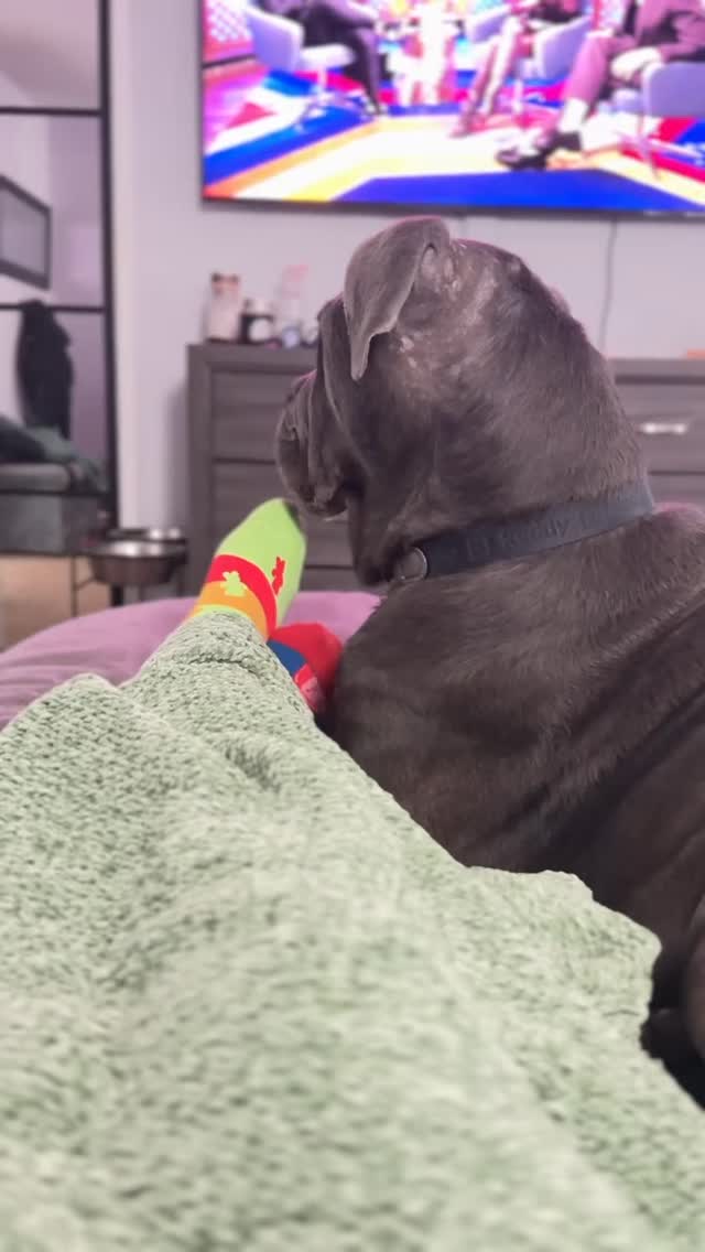 No favorite place, just favorite people #dogsofinstagram #doglovers #canecorso #favorite