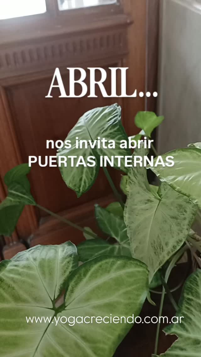 ABRIL...un mes para tomar una pausa y ABRIR PUERTAS INTERNAS..te sumás?
Te comparto los horarios:
👉 Presenciales (en Palermo): lunes 19:30 hs/martes y jueves 11:30 hs / miércoles 9 hs
👉 Virtuales (x zoom): martes y jueves 11:30 hs / miércoles 9 hs / lunes, martes miércoles y jueves 19:30 hs
Escribime a @yogacreciendo o yogacreciendo@gmail.com para reservar tu clase de prueba!
Namasté!
Marce
#abrirpuertas #pausayóguica