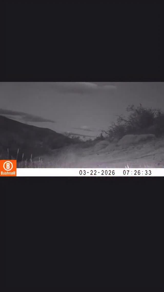 Un encuentro que revela más de lo que parece 👀
En este registro de cámara trampa, un zorro gris (Lycalopex griseus) inicia la persecución de un chingue (Conepatus chinga). Pero la dinámica cambia rápido: el chingue despliega su comportamiento defensivo y termina haciendo retroceder al depredador.
Estos intercambios breves, pero intensos, muestran cómo las estrategias y señales defensivas pueden equilibrar la balanza entre especies de distinto tamaño. Un recordatorio fascinante de las tácticas que sostienen la convivencia en los ecosistemas patagónicos ⛰️🍃🦨
-
An encounter that reveals more than meets the eye 👀
In this camera trap recording, a gray fox (Lycalopex griseus) begins chasing a chinga (Conepatus chinga). But the dynamic shifts quickly: the chinga displays its defensive behavior and ends up driving the predator back.
These brief but intense exchanges show how defensive strategies and signals can tip the balance between species of different sizes. A fascinating reminder of the tactics that sustain coexistence in Patagonian ecosystems ⛰️🍃🦨
#WildlifeBehavior #Patagonia #CameraTrap #AnimalEncounters #cerroguido