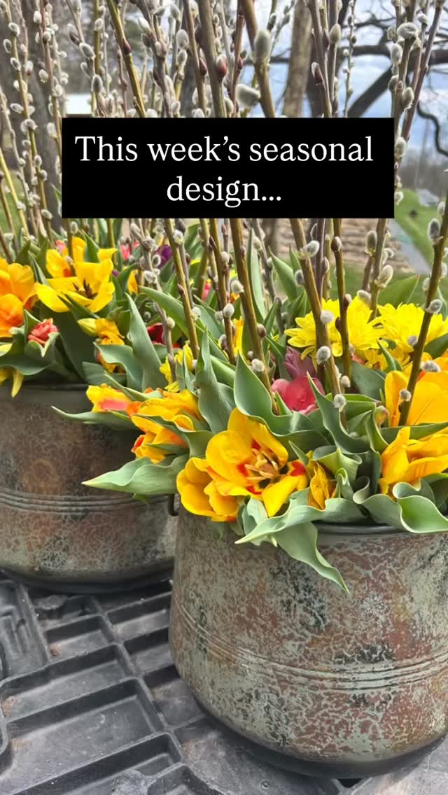 On the flower farm we try to design with what is currently growing that week in our farm. Of course clients still have special requests that we sometimes have to source elsewhere but we always start with our flowers from our farm. This week we have tulips and pussy Willow that were inspiring me. We made these pieces for our Easter services at our church and the containers are from our event rentals collection. #walkingwindfarmandflorist #localflowers #hampshirecountywv #ayearinflowers
