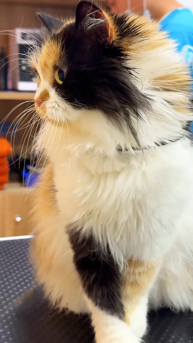 the kind of groom that makes everything feel better after 😻
book your cat’s session with us! #wagginized #petgrooming