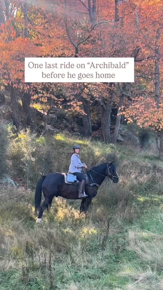 Archibald (the black one) was a lease horse last summer. This worked really well because we got to have this super cool horse, put some miles on him, all while his owner focussed fully on one of her young ones.
Because I was pregnant and postpartum I didn’t get to ride him myself once!! So today I quickly went for a ride together with Kat, and I LOVE him. I’ll really miss him now!
Kat rode mr. Bentley and he did awesome! He hadn’t been ridden in 2 weeks and he is at the stage where he is almost “hop on and ride off”. I still do a bit if groundwork before we go but he is just super.
I need to decide what Bentley’s role will be. Do I keep him all to myself? Or will I let the guides ride him? Or an experienced rider? What do you think?