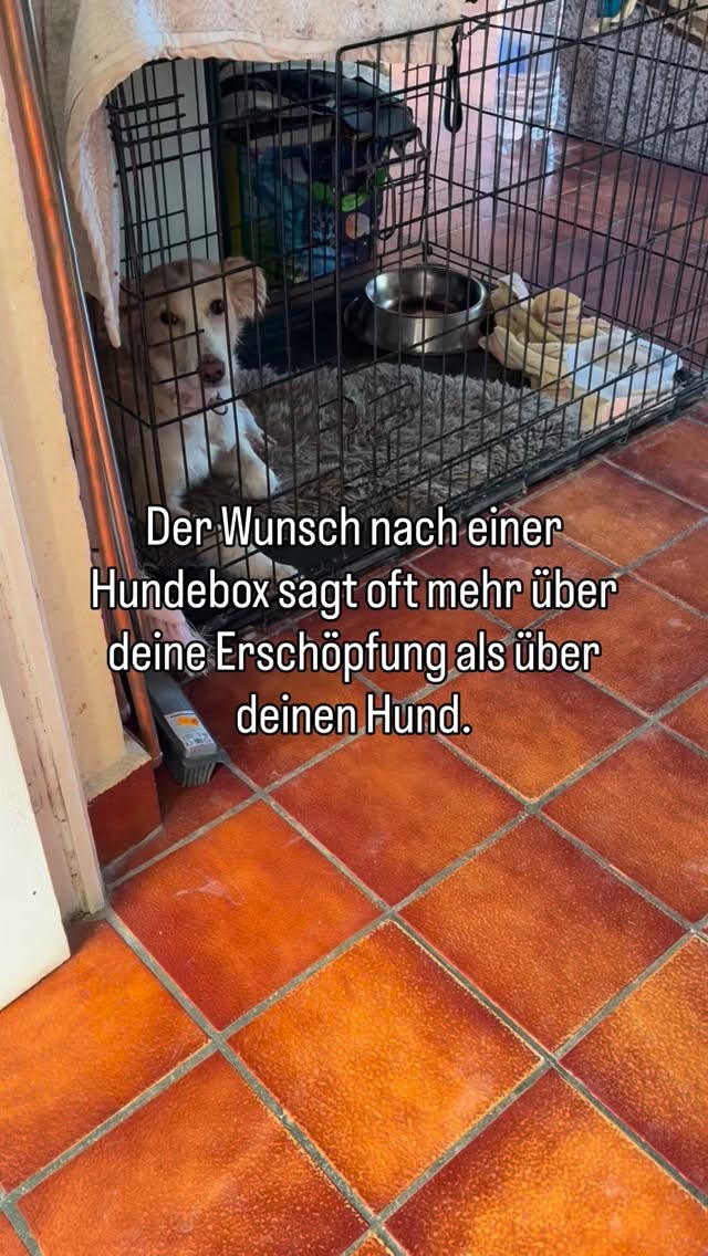 Eine Box ist nicht automatisch Lösung.
Aber oft erstmal Entlastung.
Die eigentliche Frage liegt tiefer.
Kommentiere „Blog“, wenn du den ganzen Artikel willst.
& just saying:
• ein Hund sollte nie einfach in eine Box gesperrt werden ohne vorheriges Training.
• bei dem Hund auf dem Video handelt es sich um meinen Pflegehund, der viel Mist erlebt hat und daher sehr unterwürfiges Verhalten zeigt. Die Box ist für sie zum sicheren Hafen geworden und sie liegt auch drin, wenn die Tür offen ist.
#HundeVerhalten #HundeBox #ÜberfordertmitHund #Hundemama #Boxentraining
Hund in die Hundebox sperren,
Hund kommt nicht zur Ruhe,
Entspannung mit Hund,
Hunde Alltag