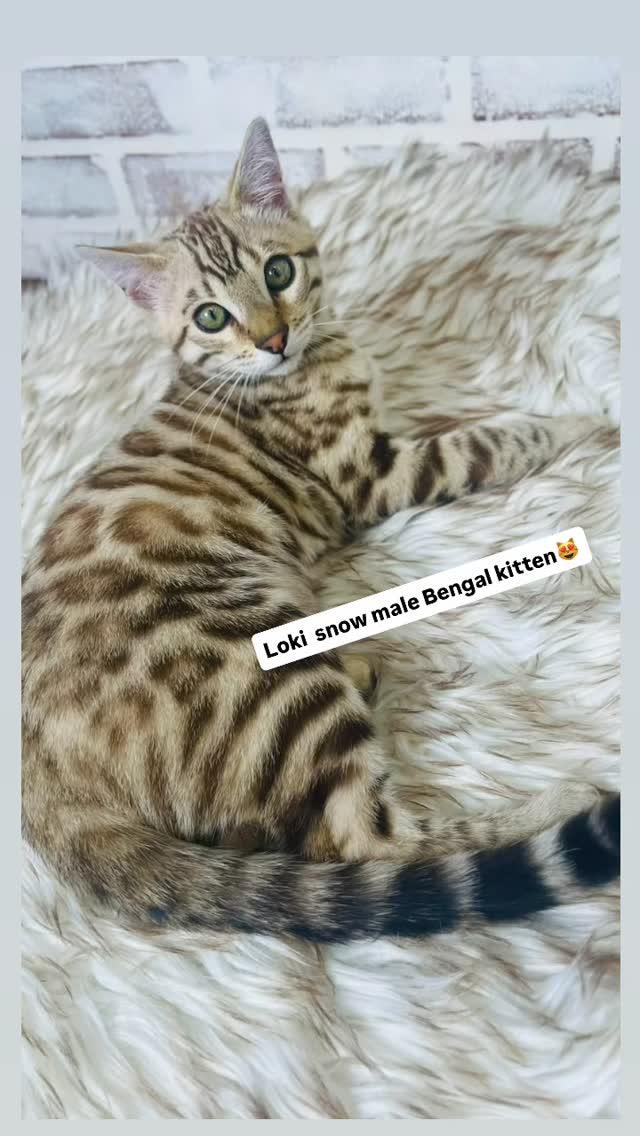 Beautiful kitten searching for his forever home #bengal #kitten #cat #fyp #cats