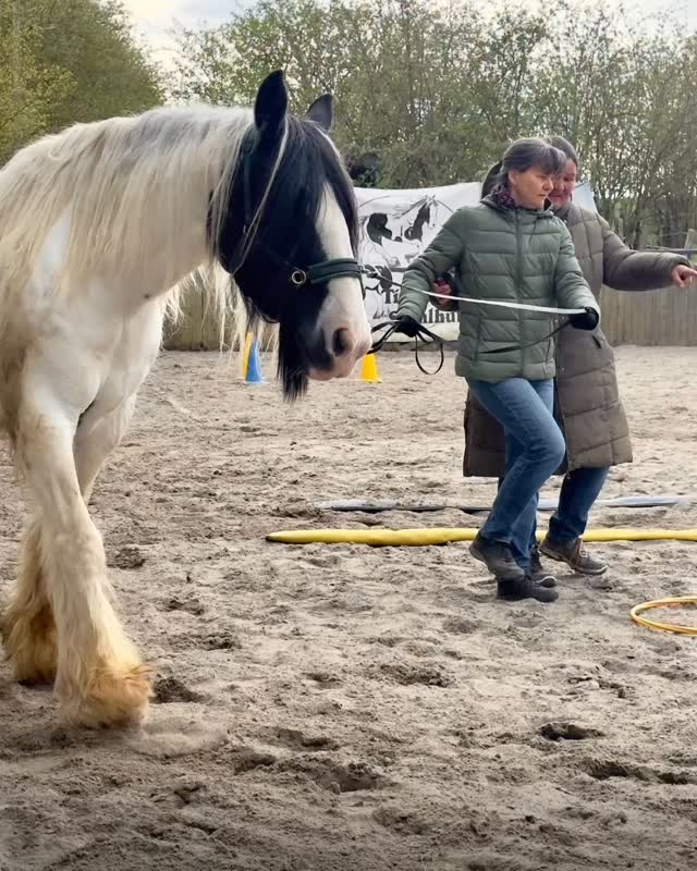 🤗
Hallo zusammen!
Wir Eselchen sind jetzt ordentlich im Training!
Die Zweibeiner absolvierten im November ja einen Lehrgang bei der lieben @stahlhutclaudia in 🟡🔵 Dual-Aktivierung nach Michael Geitner.
Da Claudia angeboten hatte sich das ganze bei ihr auf dem Hof 🐴 nochmal anzuschauen, wurde das gerne angenommen.
Jetzt sind alle heiß wie Frittenfett 😁 und hier wird fleißig trainiert 🫏!
Tut uns gut ✌️, besonders wenn hier immer wieder Worte fallen wie…..
„Ihr seid tolle Jungs“ 🩶🩶🩶🩶
🫶
#esel #dualaktivierung #frühling #rheinhessen