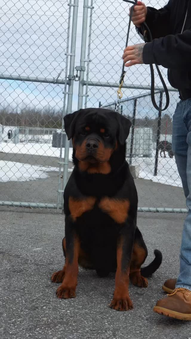 Beautiful boy - Step into the world of Rottweiler Der Festung — where powerful European bloodlines, structure, and temperament come together to produce exceptional Rottweilers. 🖤
From impressive adults to the next generation of puppies, we share the journey of our dogs, their training, growth, and daily life.
#RottweilerBreeder #rottweiler #rottweilers #dog #fyp