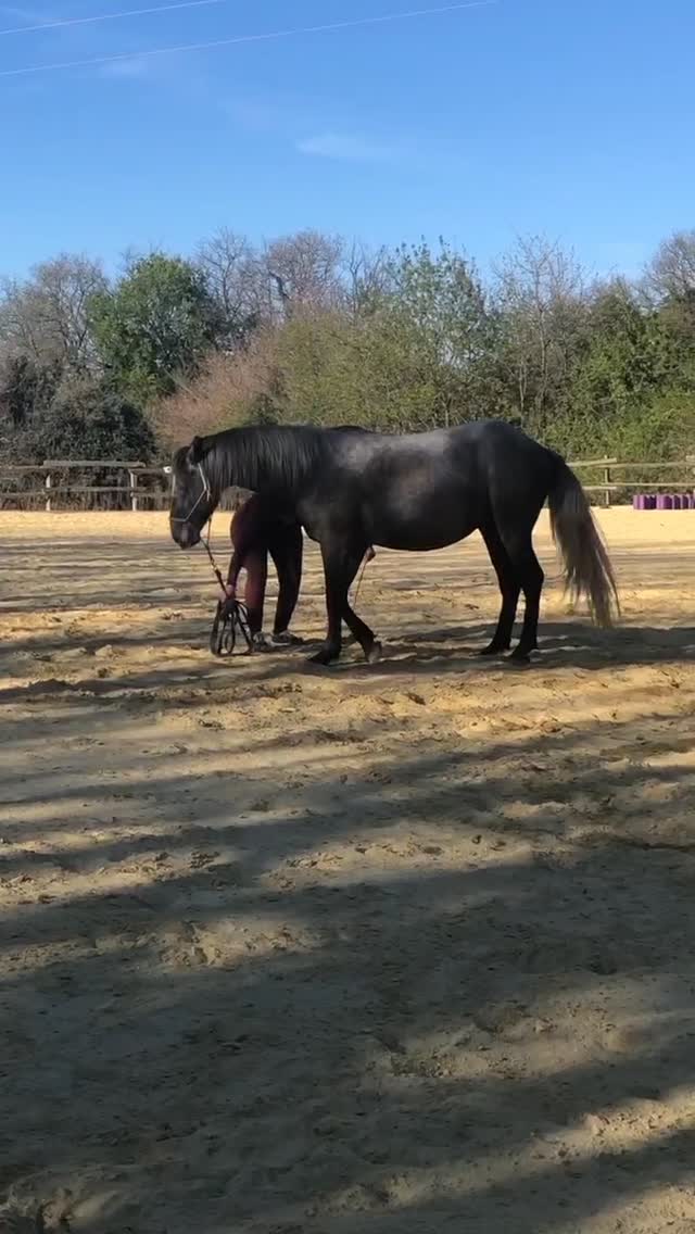 Aujourd’hui, Majesté m’a offert son premier couché sur demande ✨🐎
Ce cheval ne cessera jamais de m’étonner par son intelligence, sa générosité et son application dans le travail.
Voilà maintenant un an qu’il est à la maison, et au fil du temps nous avons construit un vrai lien de confiance.
C’est toujours une sensation incroyable de le voir s’appliquer dans tout ce que je lui demande, avec autant de bonne volonté.
Je suis certaine que, tous les deux, nous gravirons des montagnes 🤍
Je l'aime tant ❤️
#lipizzaner #Lipizzan #HorseShow #horse