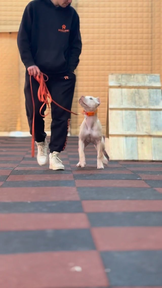 American Pitbull Terrier Seal Sara
Народжена та проживає в Україні
Власник - @polovynko.a8
Центр тренування- @dogland.center
Тренер - @iiamax2
#sealpitbull #pitbullpuppy #pitbullforsale #pitbullrednouse #sealkennel