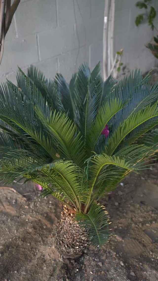 Another project in progress by Low Desert Landscaping.
We’re currently working on a full outdoor upgrade including plant installation, drainage, irrigation, concrete, and more. Every detail is being handled with care to make sure the space not only looks great but functions the way it should.
Stay tuned for the final results.
📞 (760) 272-6998
🌐 https://www.lowdesertlandscaping.com
Serving the Coachella Valley
#landscaping #landscapingdesign #landscapingideas