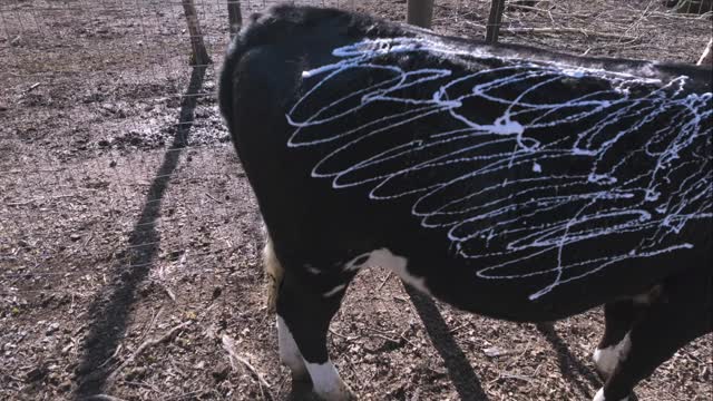 POV: you’re the spa worker… and your client is a cow 🛁🐄
#FarmLife #CowSpa #animalmoments #vancouverlife
#uufamilyfarm