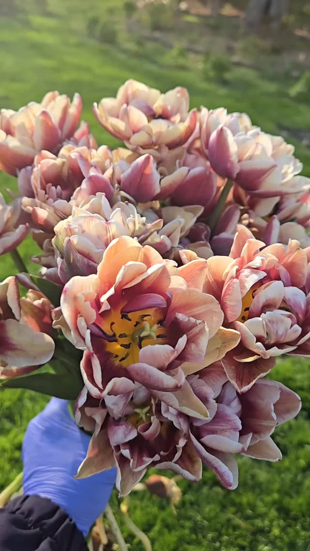 Happy Thursday Beautiful People. Spring is one of our favorite times on the farm. The beauty of the changing seasons, longer daylight, perfect sunsets and blooms.......that just make you smile. What is your favorite thing about Spring? Our Spring Subscriptions are sold out, but we usually have 1 or 2 extra bouquets. DM me or click the link in the bio. They sell out fast, get yours for the weekend. 😁💐👩🏽🌾✔️💯🙋🏽♀️