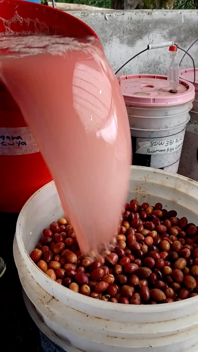 🥄 Sign up to cup with us at World of Coffee San Diego (April 10-12) using the link in our bio 🔗
We’ll have 39 of our farming group’s fresh-harvest lots on the table (booth 1234), expertly sample-roasted.
🎶 Notes will range from jasmine to orange blossom to apples and watermelon jolly rancher—and processing will range from washed to naturals to carbonic maceration double fermentations, yeasts and fruit ferments. 🍊🪻🍉
📌 Cupping days & times:
Friday (4/10): 11 am, 1 pm, 3pm
Saturday (4/11): 8:45 am, 11 am, 1 pm, 3 pm
Sunday (4/12): 8:45 am, 11 am, 1 pm
#carbonicmacerationcoffee #cofermentcoffee #microlotcoffee #naturalprocess #honeyprocess #thirdwavecoffee #anaerobiccoffee #pacamara #directtrade #directtradecoffee #woc #sustainablecoffee #biodynamiccoffee #coffeeroaster #coffeesorting #coffeeroasting #coffeefarm #sampleroasting #goldmtncoffee #coffeefermentation #nicaraguancoffee #worldofcoffee #fruitferment #maracaturra #geishacoffee #maragogype