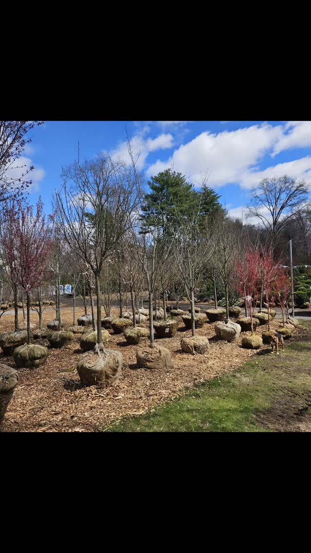 Our tree and shrub departments are looking better than ever! We have an incredible array of material and our friendly staff is ready to help you choose the right plants for all your gardening needs.
#colonialgardens #gardencenter #springplanting #gardeninspiration #fairfieldcounty