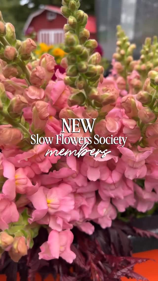 We simply love welcoming NEW Slow Flowers Society members to our community 🪻🌼🌷💐 Join us in welcoming @@flowerhillfarmny, @lafincaflowerfarm, and Bread & Roses!
To become a part of the Slow Flowers Society and be listed in our online directory, sign up today at www.slowflowers.com/join 🪻🌹🌻🌷
#slowflowerssociety #slowflowers #slowflowersmovement #slowflowerscommunity #flowerfarmers farmerflorists florists sustainableflowers