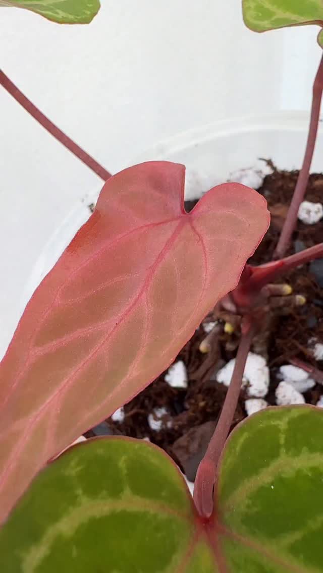 I’m screaming, are you screaming too? 😱
Anthurium Red of Java mutation is the show stopper this week.
Can get enough of the ruffles, the pink and the veins! 💕
A clone will be available soon.
#anthuriumredofjava #anthuriumaddict #pinkandruffles #plantimports #plantsaremedicineforthesoul