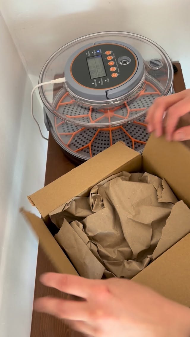 🐣 wir warten gespannt auf das große Schlüpfen 🐣
#gutgadewitz #lebenaufdemland #mittelsachsen #wachtelküken