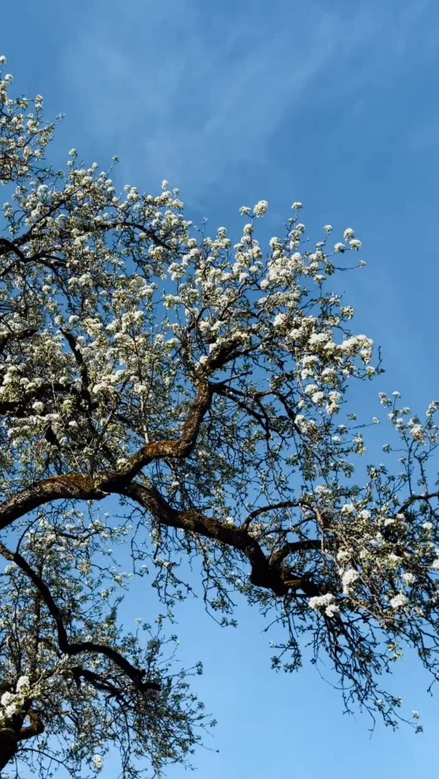 Rausgehen und durchatmen – wo und wie tankst du neue Energie? 🌸
#mentalhealth #neurodiversität #natur #geniessen #frühling