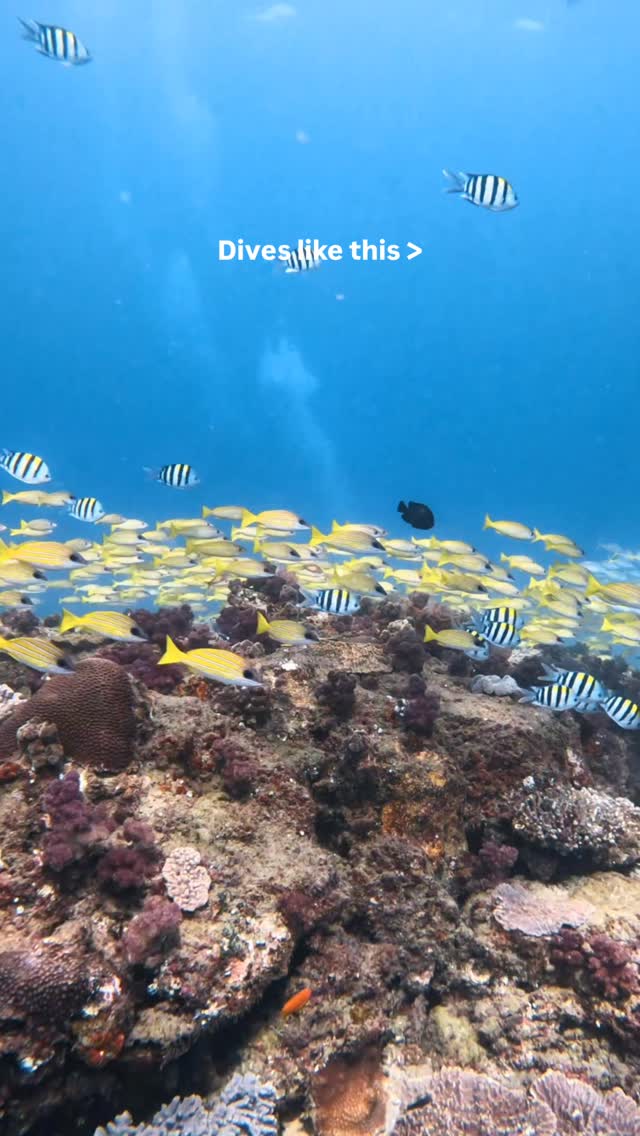 Dives at our dive site Stringer usually don’t disappoint but this dive in particular was beautiful! Clear visibility, calm conditions and fish everywhere you look. 🐠