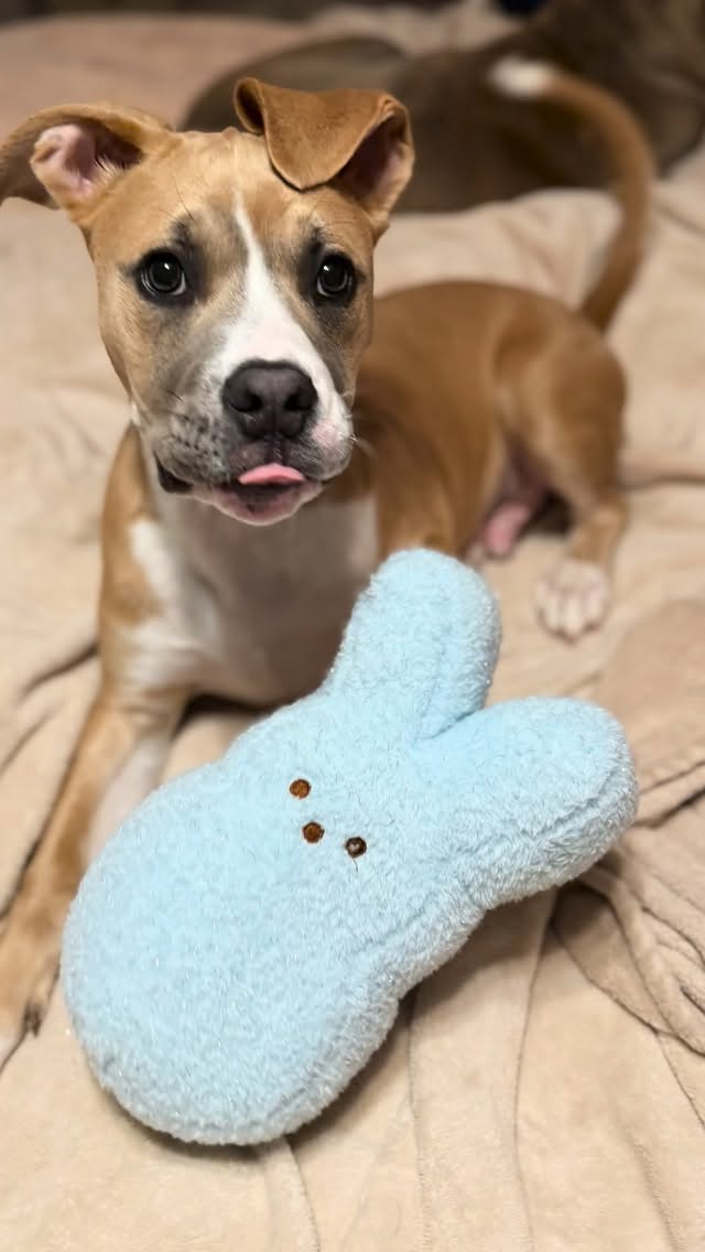 Hoppy Easter from Tucker and his new best friend 🐣 Big love to @wzoog for the most perfect little Peeps. We hope everyone’s holiday was this cute. 🩵💜