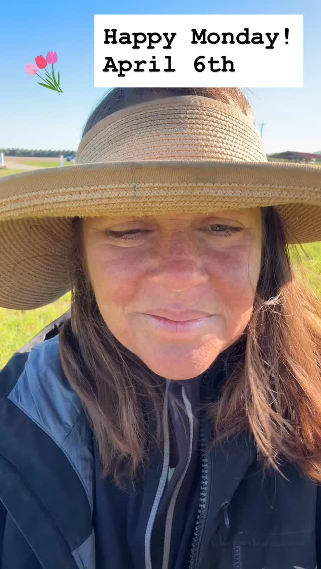 Field Update - April 6th. Open daily throughout the tulip blooms from 10AM- 6PM. Come visit!! #dorchestercountymd #easternshoremd #upickflowers #funthingstodo #marylandfarms