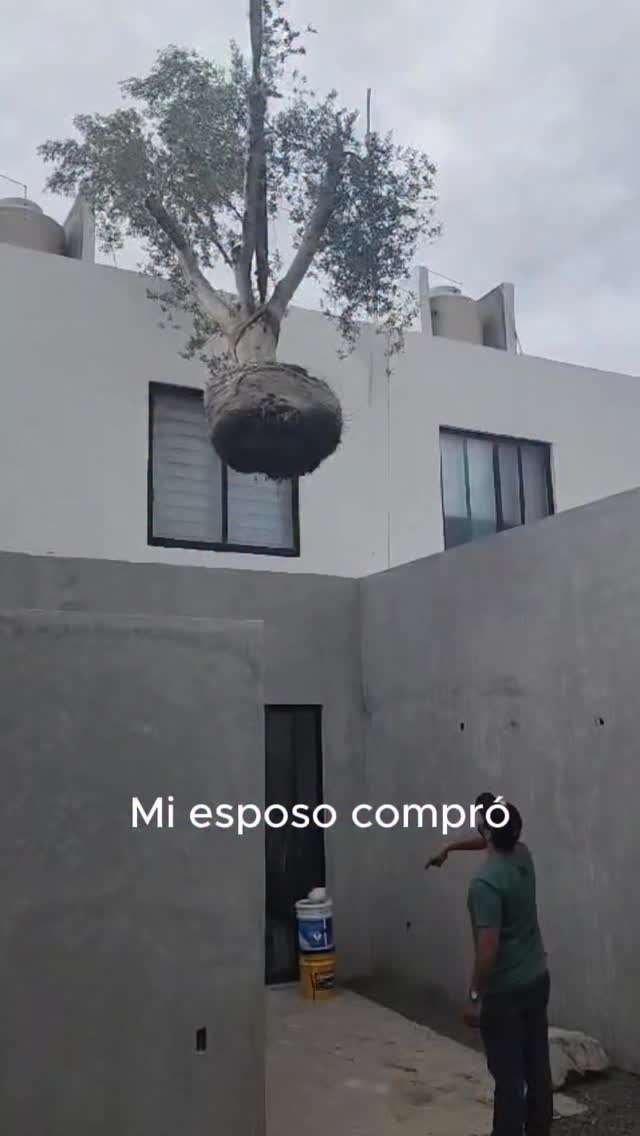 Moraleja: no dejes a tu esposo solo en una remodelación 😂🌳
Pero bueno… al final terminó siendo lo más bonito del patio, no me puedo quejar. Les debía esta historia 🤭
¿Ustedes lo hubieran comprado o lo regresaban? 👀
#patio #olivo #remodelacion #antesydespués