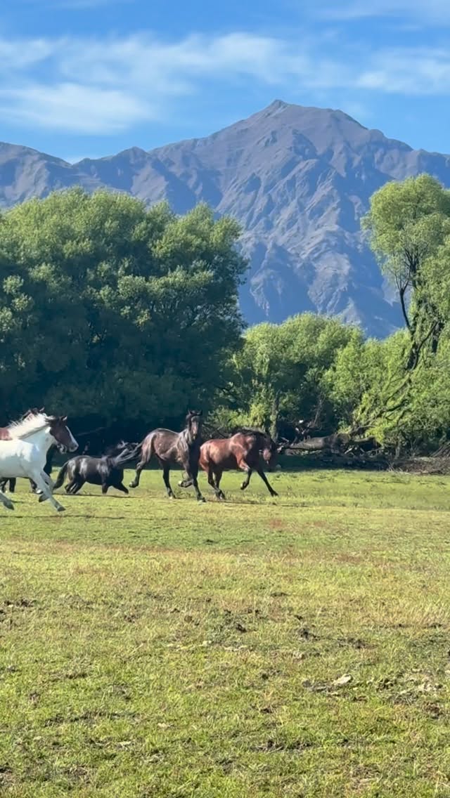 Herd shenanigans 🐎🐎
One of the biggest compliments we can get is “Wow your horses are in amazing condition”
Their happiness is so important to me, and here are a few things I do to make sure they get the best:
- They get a bucket of food before, during the big rides) and after the ride.
- High quality food (Fibre Protect & Mitavite Builda)
- Always hay / lucerne on tap
- Well fitted gear
- They only ride 4 days per week
- I put carrots in your lunchbox during the big ride to give to your horse
- I spend a lot of time with them outside of work
- We take them on adventures outside WHT to build their confidence
They are the pinnacle of the business, and every day I tell them how amazing they are. I believe they feel our love and they only deserve whats best.
.
.
.
.
.
#horseslove #horseteam #horsetrekking #horsebusiness #horseowner