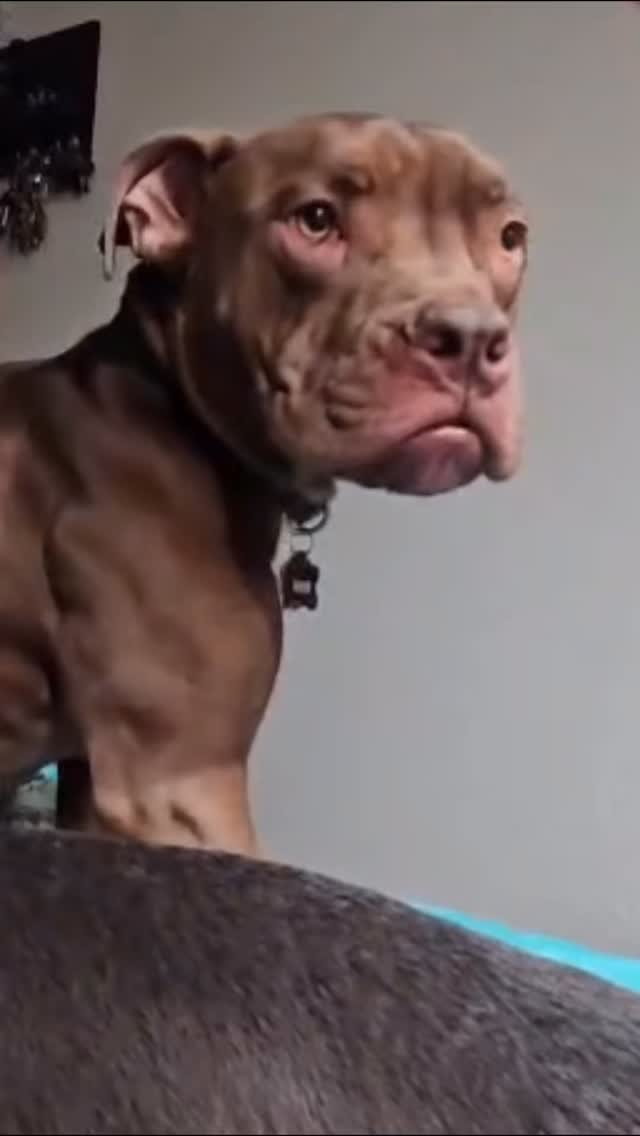 Maui đ¤đž
Misfits new partner in crime. Nothing beats seeing my pups become besties with my friends! @jamie_guion_ and I had Bullet & Bowser, and now we've got Misfit & Maui! Dogs and friends are a match made in heaven! đ
#abetterpetdogtraining #adoptdontshop #dogsoflasvegas #dogsandfriends #dogbesties