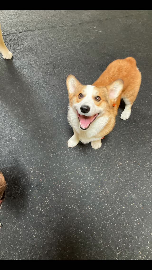 Tuesday fun
#gooddogplaycare #doggiedaycare #sfdogwalker #sanfrancisco #thebrianjonestownmassacre
@calluna_blue @dentonxu_ @oban.bernedood @bluebarrybutts @____lockhart____ @juicetinsv @yukaroxas @arianbehzadi @germ_roper @pawcationsf @roz_farrah_gonzalman @katemilty @drmossing @annewalkerfilmphotos @thebrianjonestown