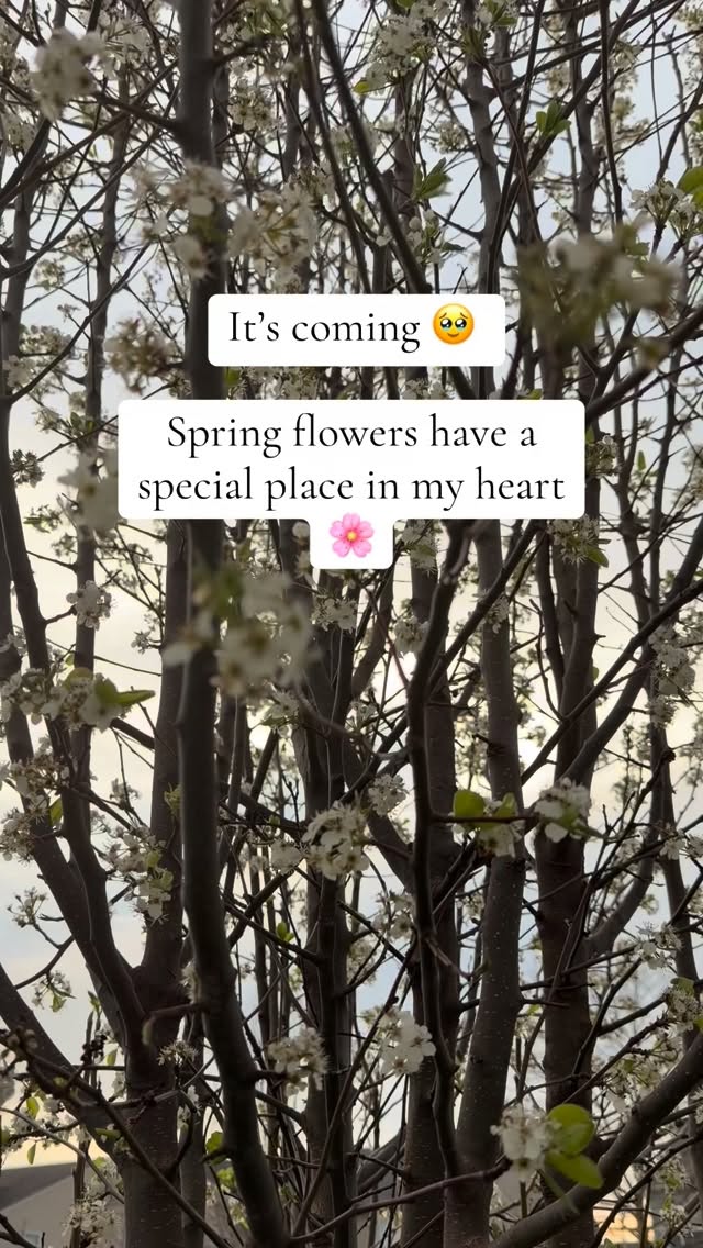 Celebrating the renewal that comes along with Spring flowers. 🌸🌸