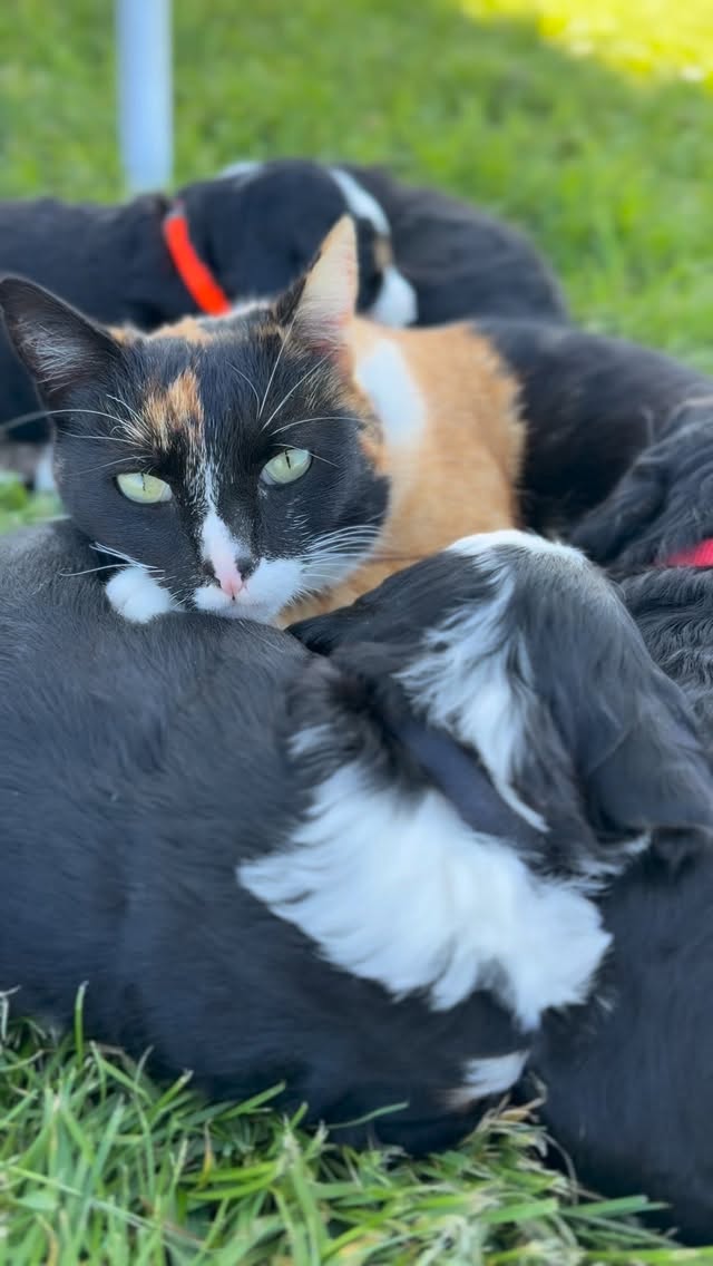 Our cats are a little over socialized, they think they are dogs 🫢🥰 #LKRanch