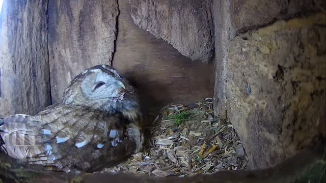 Stock doves are not well endowed with brain cells.
2Aluco is incubating and sits very still. They don’t realise she is in there and , every year, I film them jumping in the box on top of the tawny owl!
They often don’t make it out alive, but 2Aluco was quite gentle with this one! It escaped with a few less feathers!
#YewView