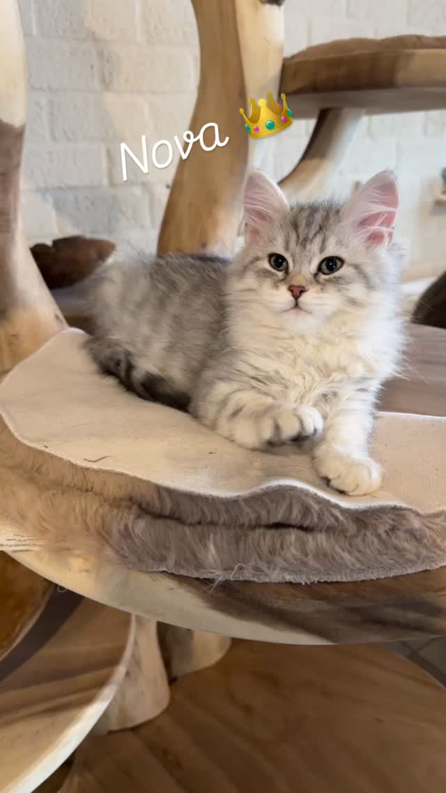 Nova: future 👑
Romy x Rollo