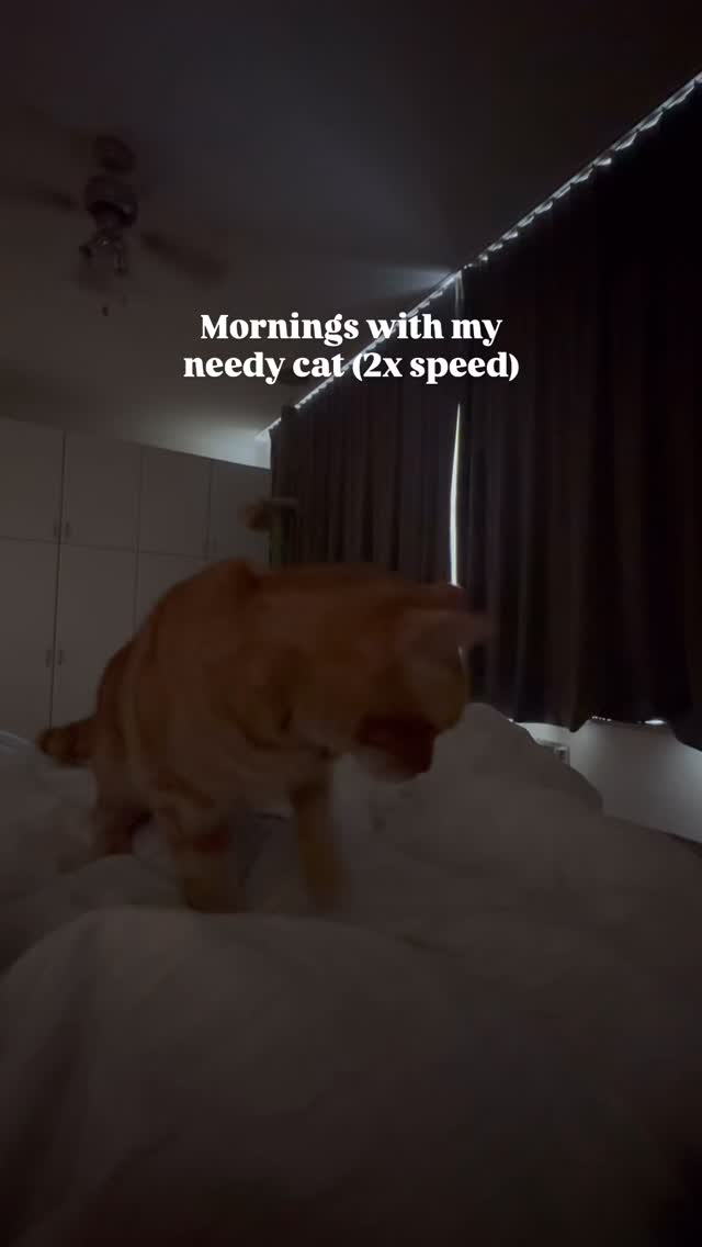 He really only is like this when I’m laying in bed 😩#cat #needy #justsomegirlthings