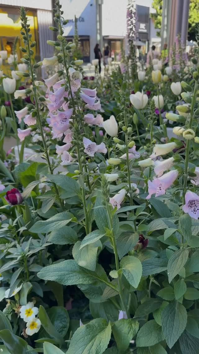 Tomorrow is Resurrection Sunday, but today sits in the tension.
The day before Easter reminds us that not every promise looks powerful while it is unfolding. Sometimes it looks quiet. Sometimes it looks like waiting. Sometimes it looks like heaven has gone still.
But God has never been absent in the in-between.
So for the one holding on by a thread, read His promises again.
Not as pretty words.
Not as distant ideas.
But as truth strong enough to carry you through the silence.
He will strengthen you.
He will never leave you.
He has plans for you.
He loves you.
He will fight for you.
Before the stone rolled away, there was still a promise.
Before the victory was visible, God was still moving.
Don’t judge the story by Saturday.
Sunday is still coming. 💜
#EasterWeekend #ResurrectionSunday #christianwomen #faith #live