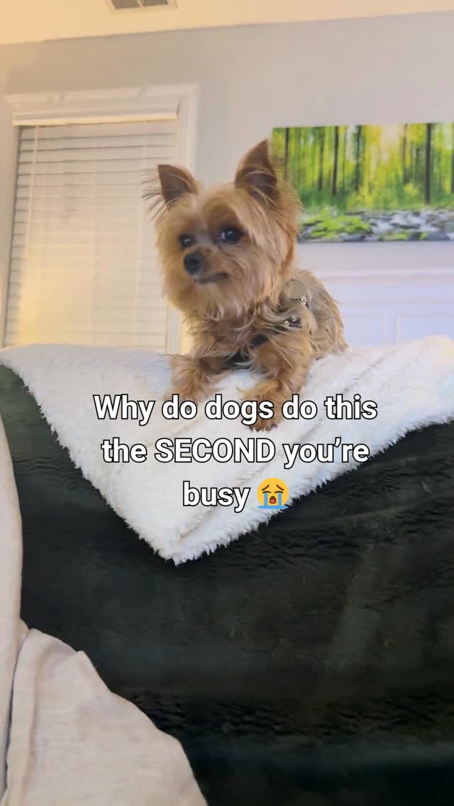 Joshua is completely fine…
Until I try to do anything important 😅
Then suddenly it’s pacing, staring, dramatic sighs—
like I’ve abandoned him for years
Perfect timing. Every time 😂
#YorkieLife #DogOwnerProblems #SmallDogEnergy #PetParentLife #DogTok