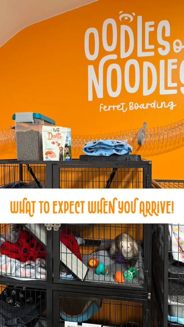 What to expect when you and your noodles arrive at Oodles of Noodles
• Your ferret’s cage is clean, cozy, and ready for them
• A labeled storage bin is ready for you and your noodles things
• The play area is clean, tidy, ferret safe and ready for fun
• Food & Water bowls at the ready
• Lots of love, supervision, and snuggles awaiting!!
Drop-off made easy. Because your noodles deserve the very best while you’re away ✨
#oodlesofnoodles #ferretboarding #ferretsofinstagram #ferretlife #ferretlove #ferretcare #ferretowners #ferretparents #noodlesofinstagram #petboarding #smallpetboarding #kitsapcounty #kitsapwa #poulsbowa #washingtonpets #pnwpets #pnwferrets #holidaypetcare #trustedpetcare