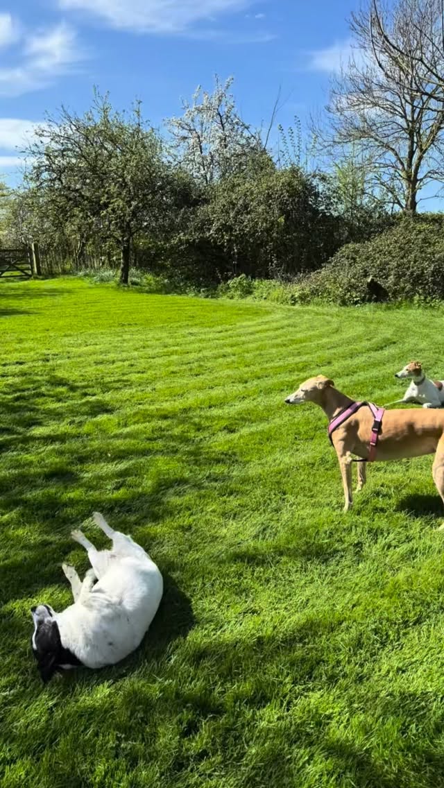 The joys of an afternoon ‘helping’ in the garden. These three 😍❤️😍
#mondaymotivation #rescuedogsrock #lovethemsomuch #somerset #adoptdontshop